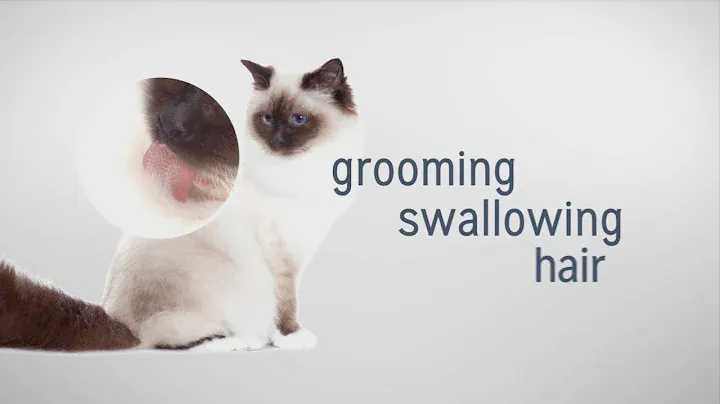 Royal Canin Feline Care Nutrition - Hairball Care